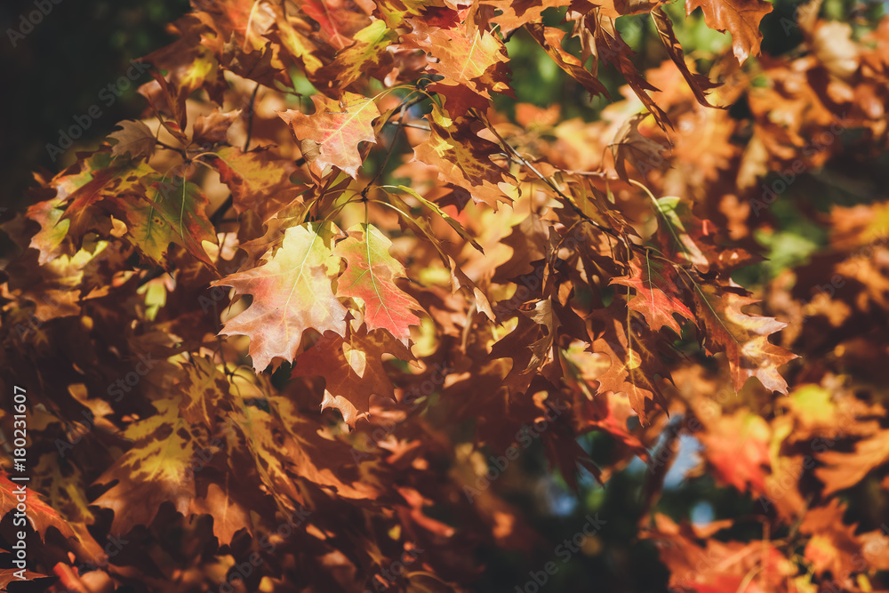 Beautiful colored leaves on the branches in the autumn forest, selective focus Beautiful colored leaves on the branches in the autumn forest, selective focus