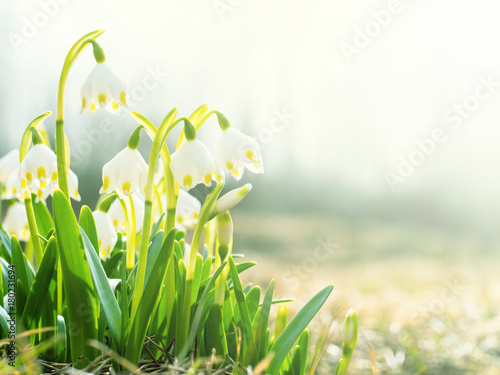 The first spring flowers, snowdrops, a symbol of nature awakening in the sunlight.