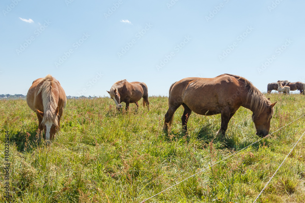 Troupeau de chevaux Traits Bretons au pré