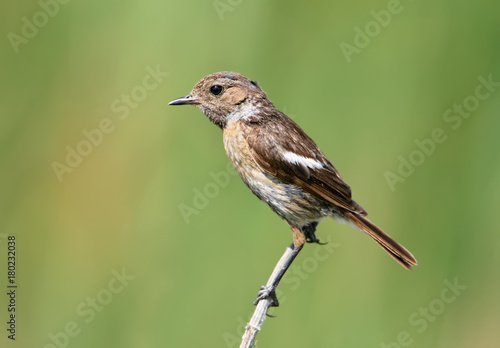 Very close up portrait of female European stonechat (Saxicola rubicola) isolated on bright green background