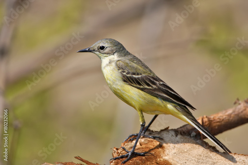 Close up portrait of yellow wagtail isolated on blurred background