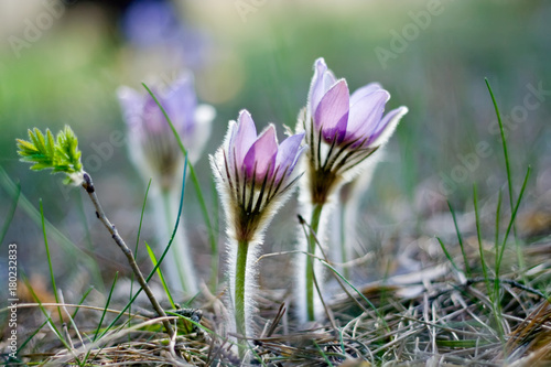 Pasque flowers