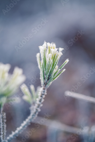 A beautiful closeup of a frosty pine brances in morning light. Swamp trees in sunrise. Shallo depth of field.