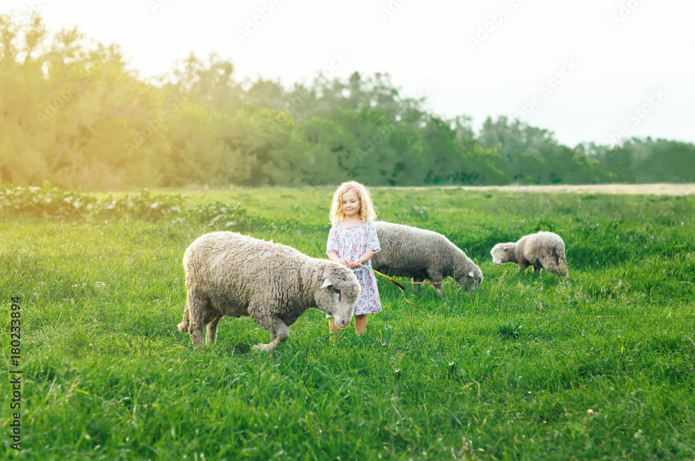 Fototapeta premium happy cheerful girl baby smiling and trying to feed sheep in the summer outdoors/ happy children. The children's day. children brought up in nature. wild children. children brought up in nature.