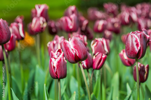 Group of burgundy tulips in the park