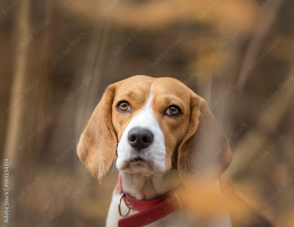 Beagle dog portrait in the forest Beagle dog portrait in the forest