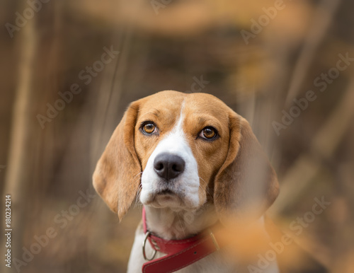 Beagle dog portrait in the forest