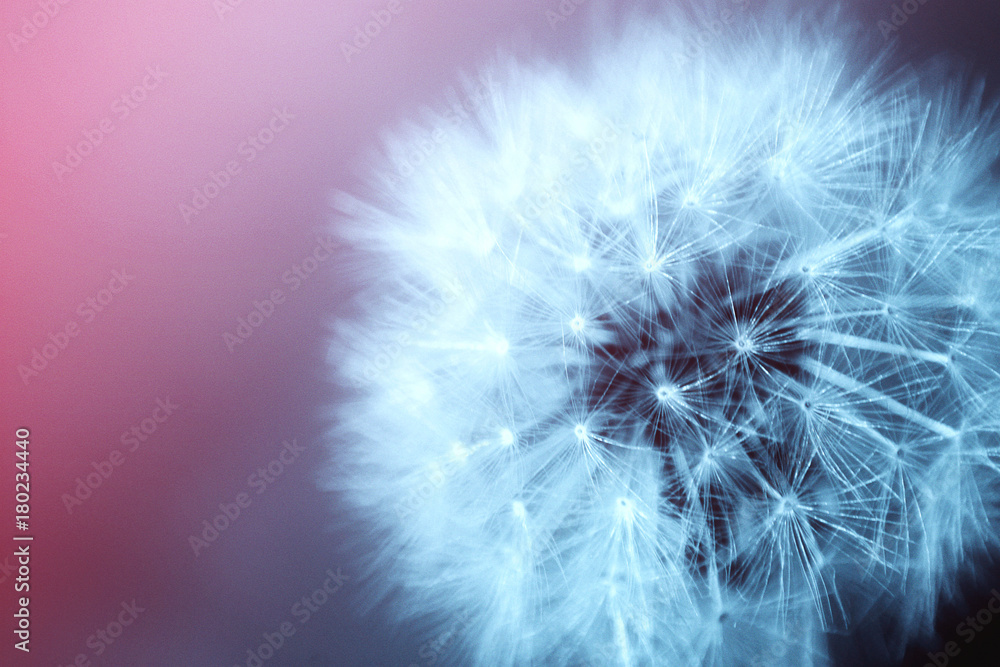 Fototapeta premium mniszek purpurowy i niebieski