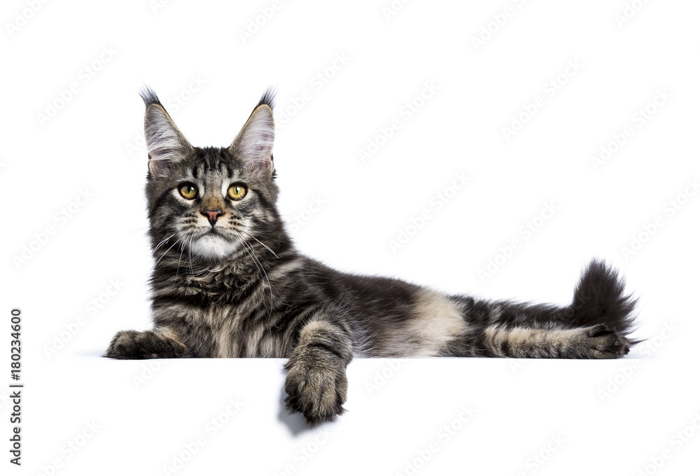 Obraz premium Black tabby maine coon cat kitten laying isolated on white background