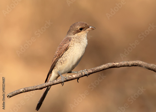 Close up photo of female red backed shrike on the branch isolated on blurry brown background