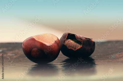 Two brown chestnusts on a table photo