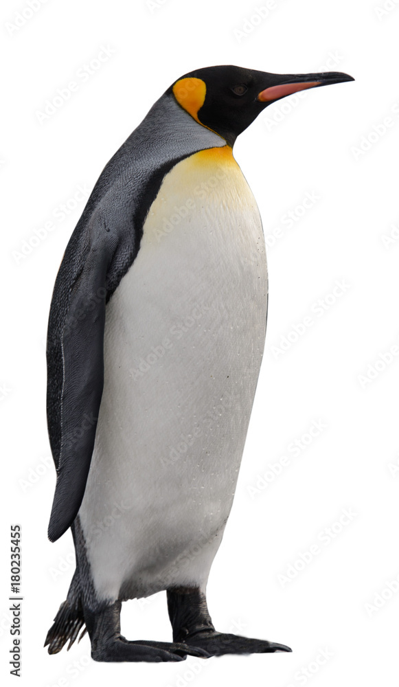 Fototapeta premium Pingwin królewski na białym tle