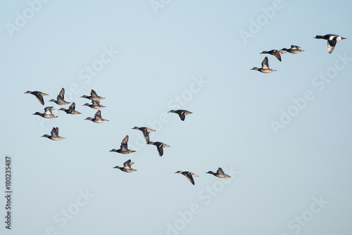 Common Teal, Teal, Anas crecca