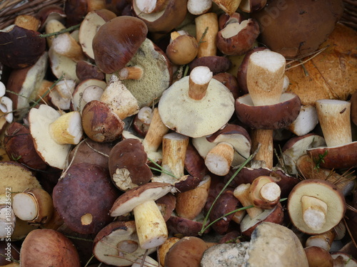 edible mushrooms