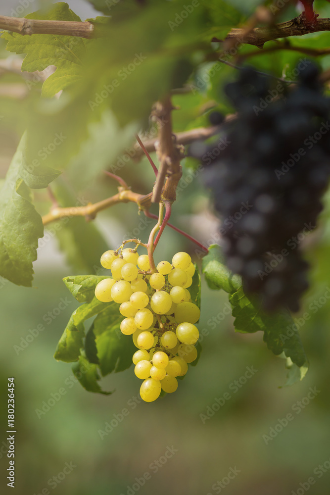 Ripe grapes in fall Ripe grapes growing at wine fields Ripe grapes in fall Ripe grapes growing at wine fields