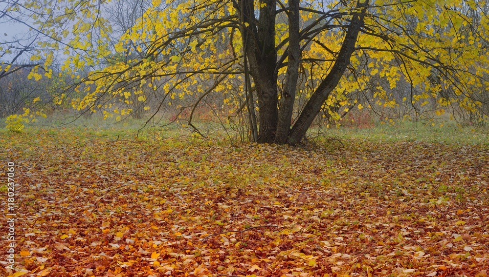 Obraz premium Foliage in fall