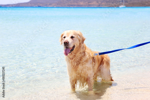 golden labrador retriever inside the turquoise Ionian sea of Greece