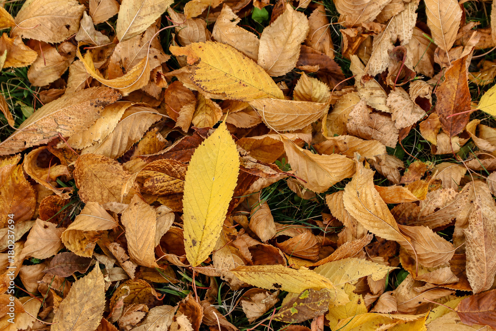 Autumn leaves Autumn leaves