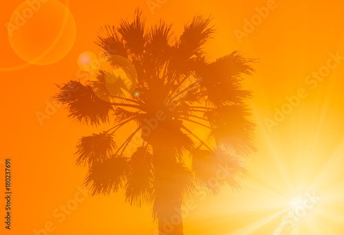 Fototapeta Naklejka Na Ścianę i Meble -  Palm and sun