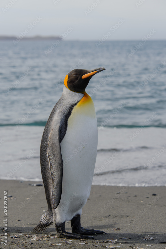 Obraz premium King penguin
