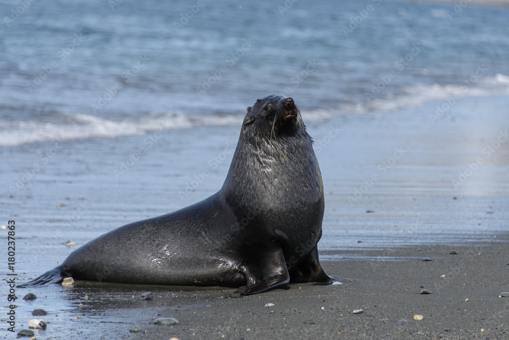Fototapeta premium Fur seal