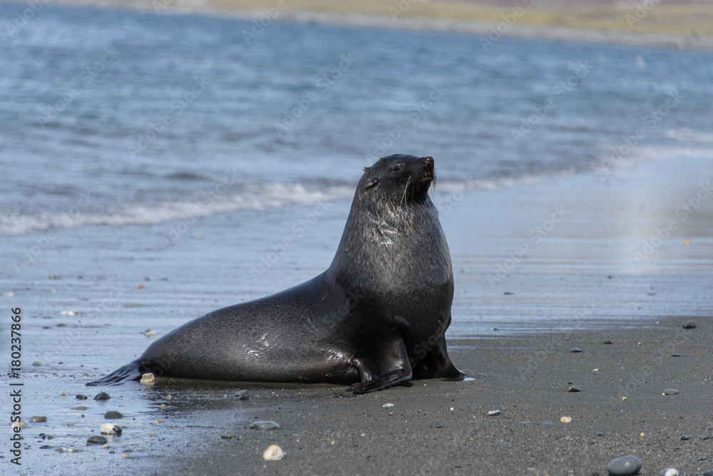 Fototapeta premium Fur seal