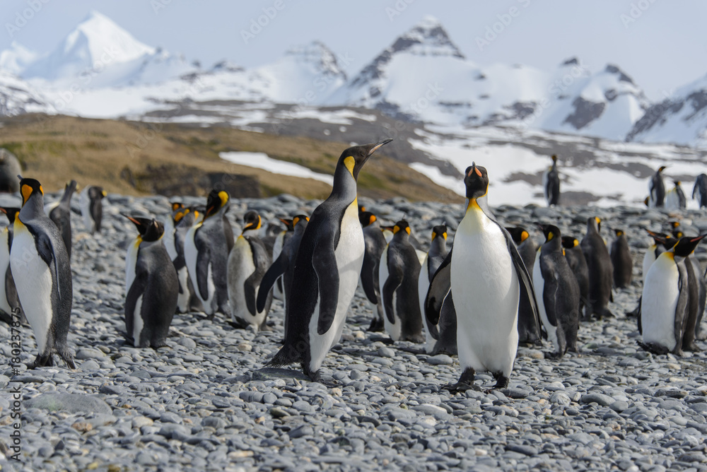 Fototapeta premium King penguins
