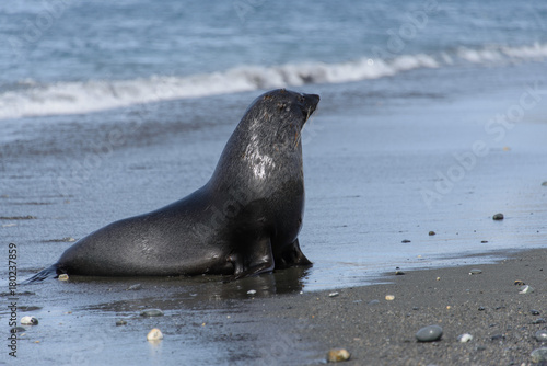 Fur seal © Alexey Seafarer