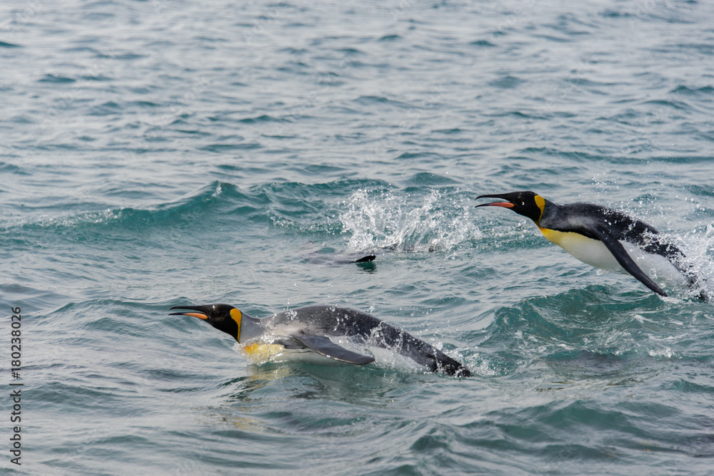 Fototapeta premium King penguins swimming at sea