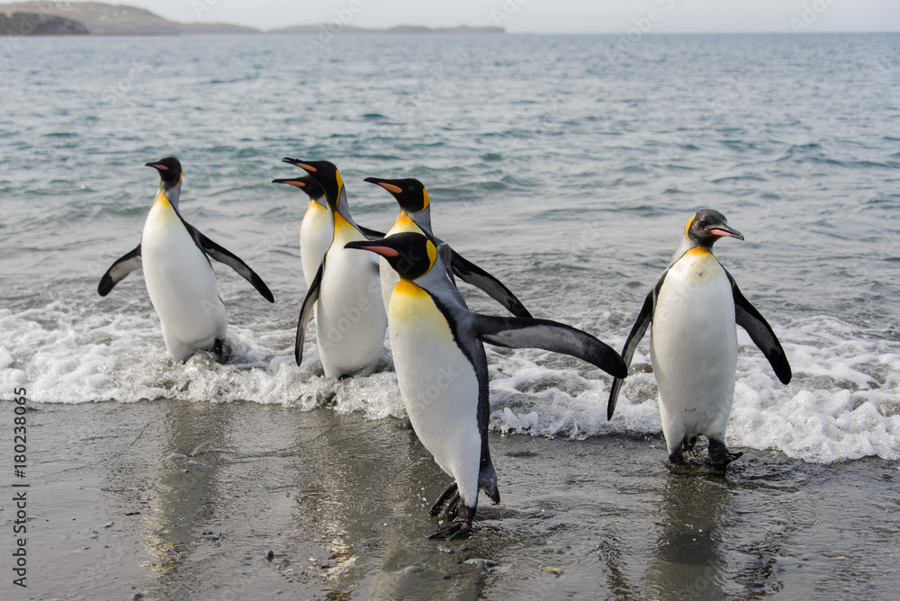 Fototapeta premium King penguins going from sea