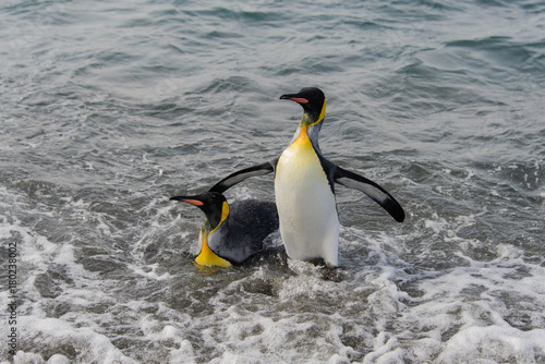 Konstfotografi King penguins going from sea
