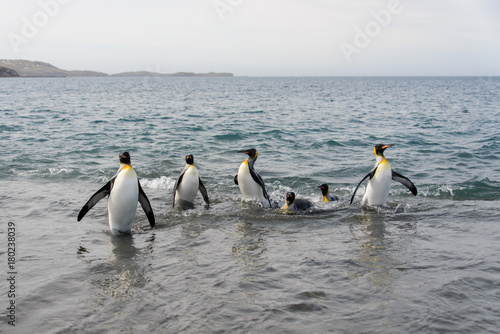 King penguins going from sea