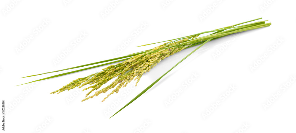 ear of paddy, ears of Thai jasmine rice isolated on white background ear of paddy, ears of Thai jasmine rice isolated on white background