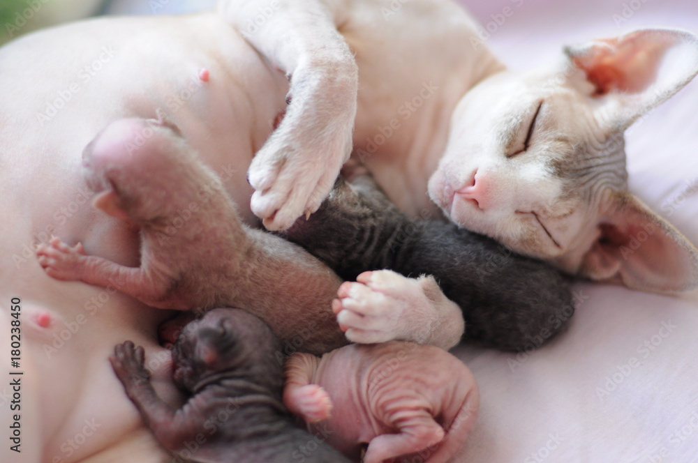 newborn small sphinx kitten eating milk from their cat's mother