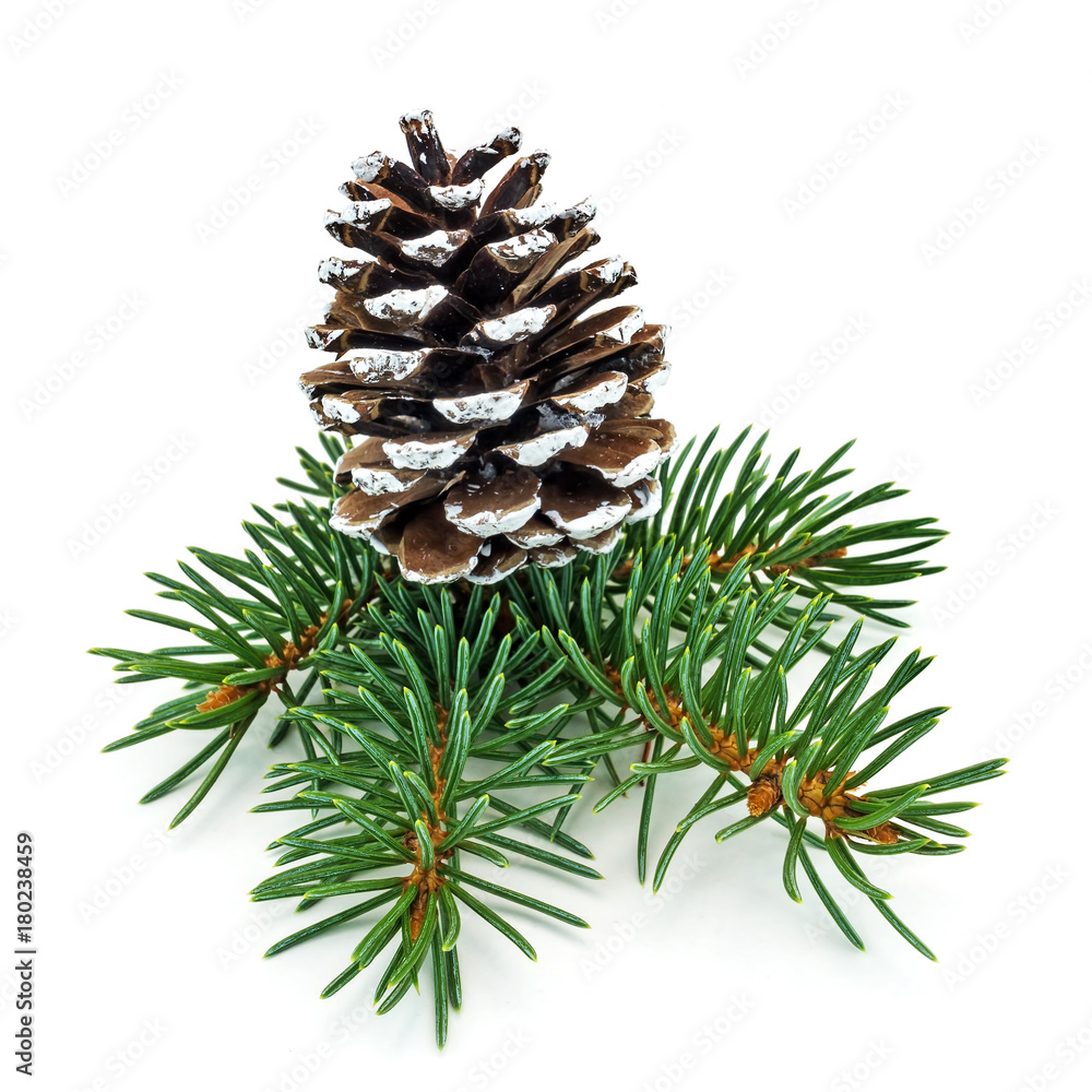 Tannenzapfen mit Tannenzweig StockFoto Adobe Stock