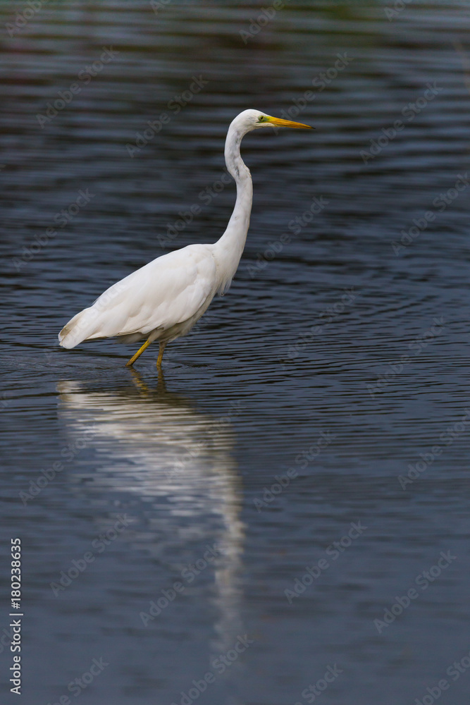 side view portrait great white egret (egretta alba) standing in water