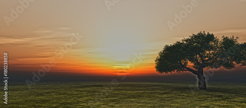tree on field sunrise © aleksandar nakovski