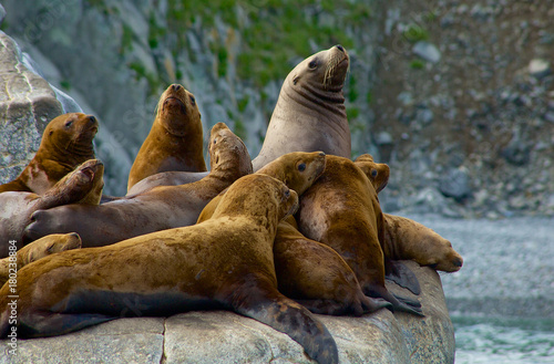 A unite of seals