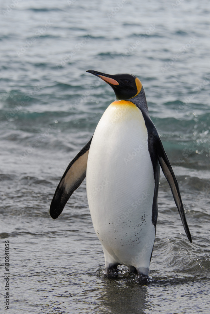 Fototapeta premium King penguin going from sea