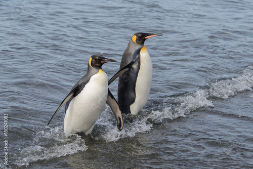 King penguins going from sea