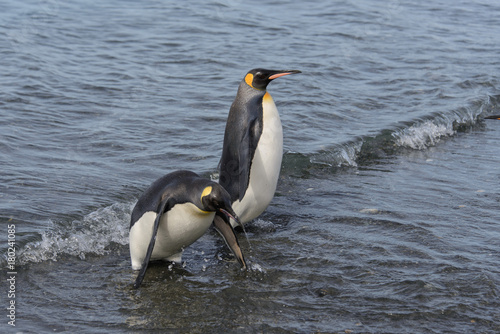 King penguins going from sea