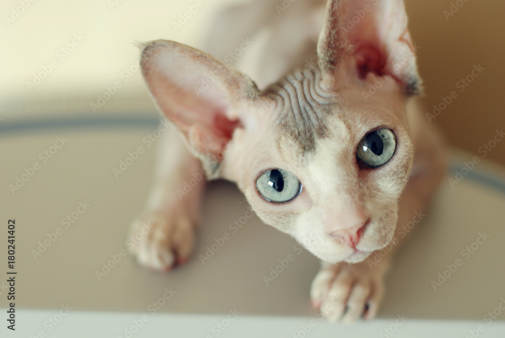 close-up portrait of a bald-eyed cat sphinx of light gray color. canadian sphynx