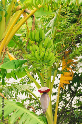 Banana tree with green bananas fruits and the heart, growing banana. Tropical fruit.