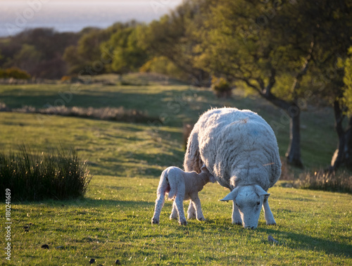 Lamb feeding in a field