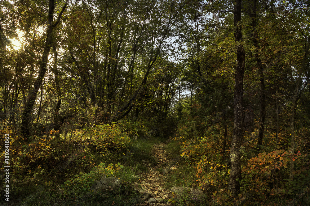 Fototapeta premium Las jesienią