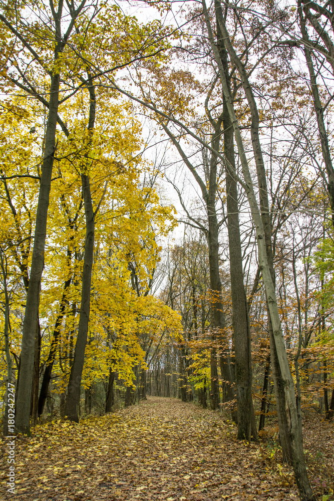 Naklejka premium Autumn Lane/A peaceful walk down the leaf-covered lane in the middle of autumn.