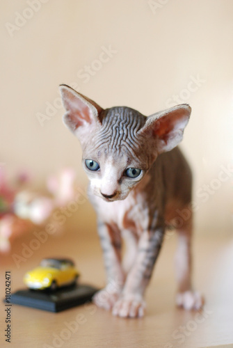 Bald cat, portrait sphinx cats, naked cat, kitten without wool photo