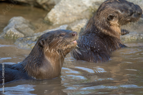 North American river otter in the water