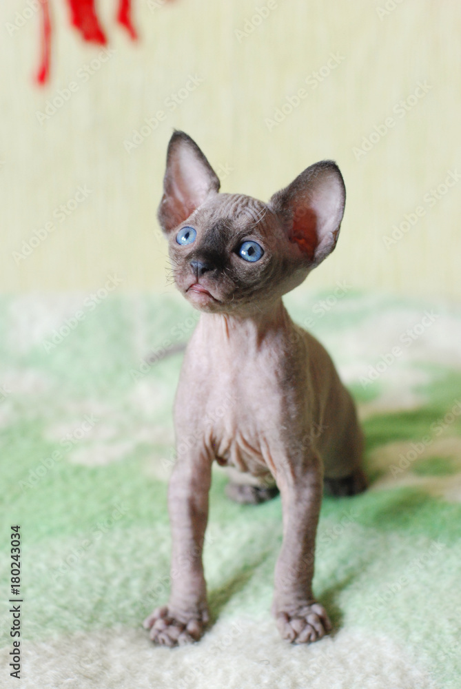 Naked sales cat kitten