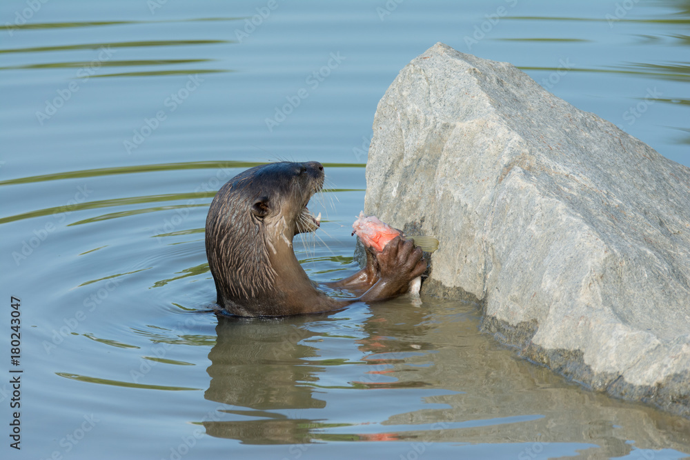 Fototapeta premium North American river otter eat fish in water